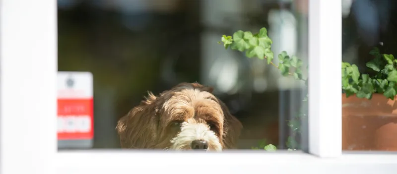 Dog looking out of a window
