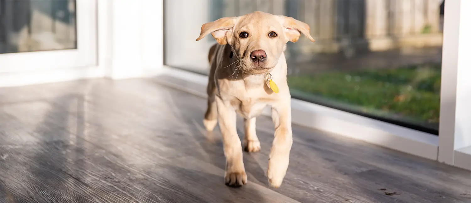 Verisure Pet Friendly Alarm doesn't trigger for pets movement